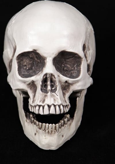 Schedel met bewegende kaak 20x15x15 cm