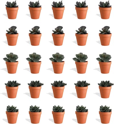DutchLeafs Adromischus Mix Mini Vetplanten in Terracotta Bloempot - 20 Stuks - Kwekerspot 5,5 cm - Hoogte 8-15 cm - Mini Succulenten - Kamerplanten