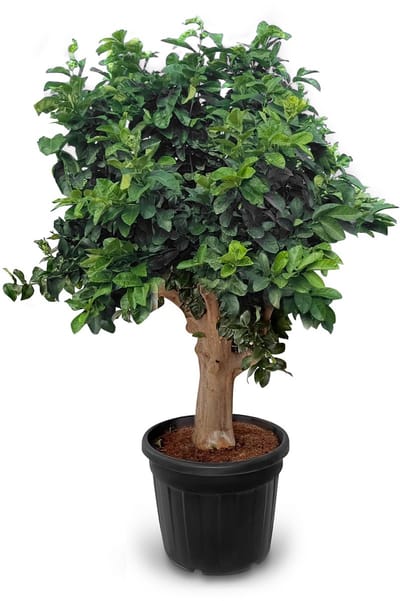 Sunny Tree - Citroenboom 240 cm - Citrus Limon - 25 Jaar Oud - Citrusboom in 70l Pot - Voor Binnen en Buiten