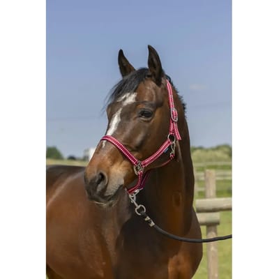 Halster voor paarden Norton Grooming