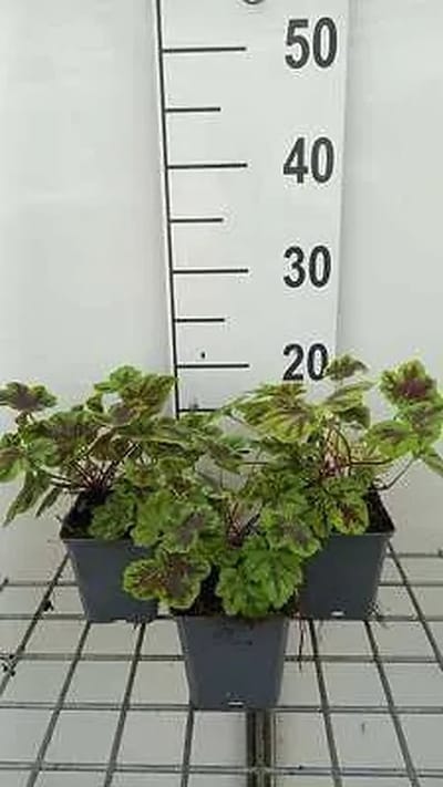 6x Schuimklokje - Heucherella hybr. 'Solar Power' | 9x9 cm pot