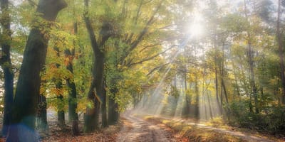Fotobehang herfstlaantje met Beukenbomen 350 x 260 cm - € 235,--