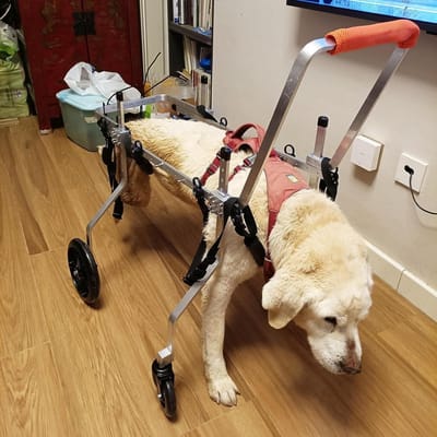 Hondenrolstoel - Huisdier rolstoel - Ondersteuning Honden - Verstelbaar Ontwerp - Maat M - Zilver