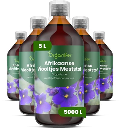 Vloeibare Meststof Voor Afrikaanse Viooltjes - 5X1 L Voor 5000 L - Npk 3-4-3 Voor Heldere Bloemen - Sterke Wortels - Compacte Plantstructuur - Diepe Bladkleur - Betrouwbare Bloei - Knopvorming - Kamerplanten - Organifer