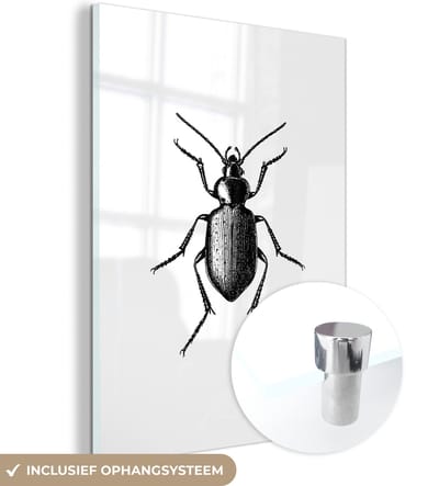 MuchoWow® Glasschilderij 30x40 cm - Schilderij acrylglas - Kever - Dieren - Vintage - Zwart wit - Foto op glas - Schilderijen