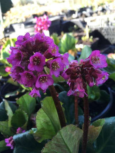 6 x Bergenia 'Edens Dark Margin' - Schoenlappersplant - P9 Pot (9 x 9cm) - Dima Vaste Planten