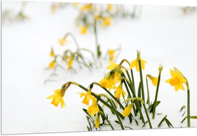 Acrylglas - Gele Narcissen Bloemetjes in de Sneeuw - 150x100 cm Foto op Acrylglas (Met Ophangsysteem)