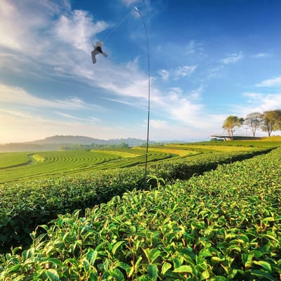 Outdoor Garden Field Hawk Kite Repeller Scarecrow - 6m Telescopic Pole - Professional Bird Repellent Kite for Rice Paddy Farm Backyard Garden .