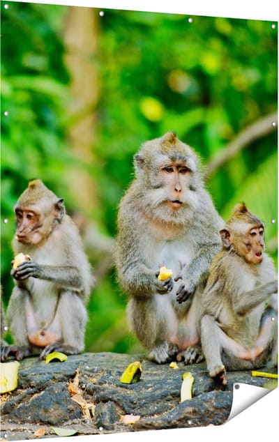 Gards Tuinposter Groep Apen Eten Bananen in het Bos - 120x160 cm - Tuindoek - Tuindecoratie - Wanddecoratie buiten - Tuinschilderij