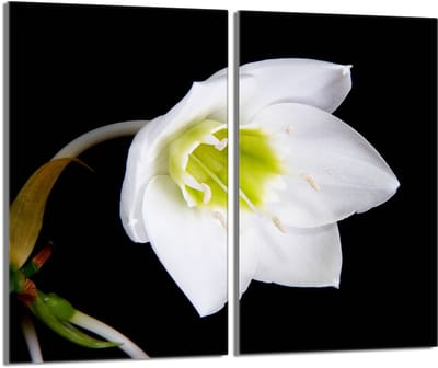 TMK ArtDeko Orchidea Serie - Glazen Beschermplaat - 2x30x52 cm