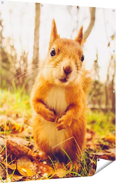 Gards Tuinposter Eekhoorn in het Bos tijdens de Herfst - 120x160 cm - Tuindoek - Tuindecoratie - Wanddecoratie buiten - Tuinschilderij
