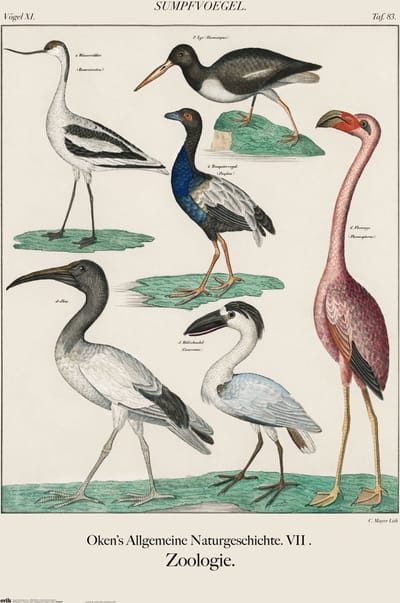 Poster Vintage Birds 61x91,5cm
