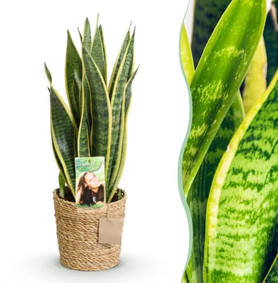 Green BoutiQ - Kamerplanten - Sansevieria Laurentii - Vrouwentong - Weinig onderhoud - met mand - Groen - 1 Plant - Pot 17cm - Hoogte 60-70cm
