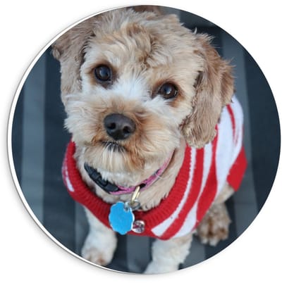KuijsFotoprint - Schilderij - Hond Met Gestreept Truitje - Wit, Bruin En Rood - 20 X 20 Cm