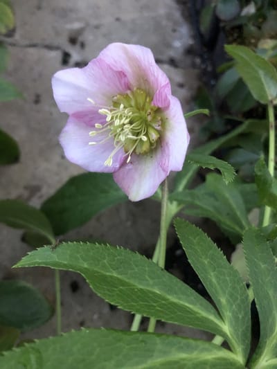 3 x HELLEBORUS OR. 'PRETTY ELLEN PINK'' in pot 9 x 9 cm - Nieskruid - Winterbloeier