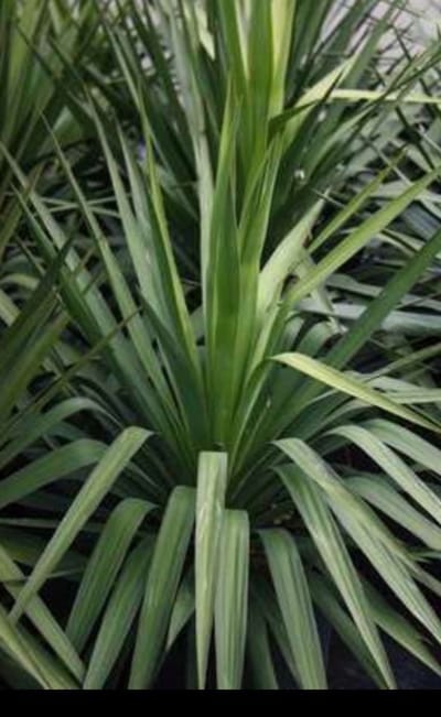 1 x Yucca gloriosa - Palmlelie 50- 60 cm in pot