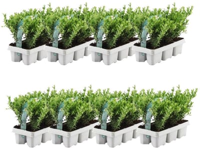 48 Stuks Japanse Hulst, De Perfecte Buxusvervanger, Groene Haag, Ilex crenata Jenny Ø7 cm - 15 cm