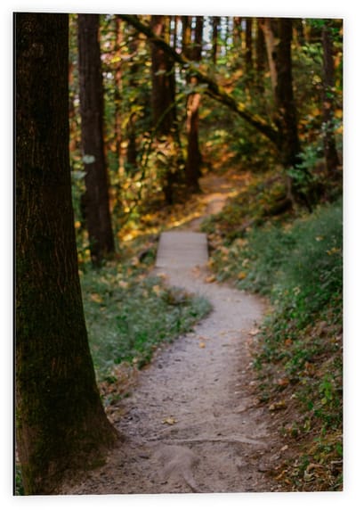 Dibond - Pad in Bos met Bruggetje - 40x60cm Foto op Aluminium (Wanddecoratie van metaal)