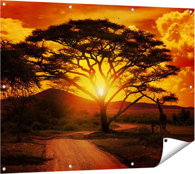 Gards Tuinposter Zonsondergang Achter een Savanne Boom - 120x90 cm - Tuindoek - Tuindecoratie - Wanddecoratie buiten - Tuinschilderij