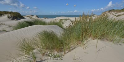 Fotobehang Burgh Haamstede duinen en strand 250 x 260 cm - € 175,--