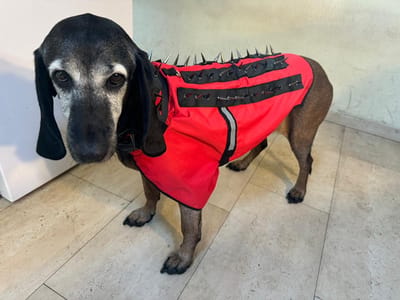 Hetty's -Nieuw in Nederland â€“ Anti-Wolven jasjes voor honden â€“ in 5 maten en 5 kleuren