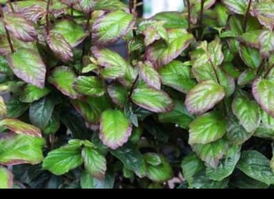 Parrotia persica 'Persian Spire'® - Perzisch Ijzerhout 40- 60 cm in pot