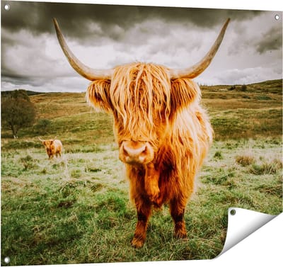 Gards Tuinposter Schotse Hooglanders in de Wei - Kleur - 100x80 cm - Tuindoek - Tuindecoratie - Wanddecoratie buiten - Tuinschilderij