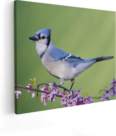 Artaza Canvas Schilderij Blauwe Gaai - 50x40 cm - Wanddecoratie Bloemen - Muurdecoratie Vogels - Kamer Accessoires