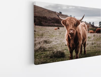 Saammp Canvas Schilderij - Groep Schotse Hooglander Koeien in de wei - Dieren - Natuur - 45x30 - Foto op canvas - Wanddecoratie - muurdecoratie Woonkamer - Slaapkamer decoratie - Canvas Print