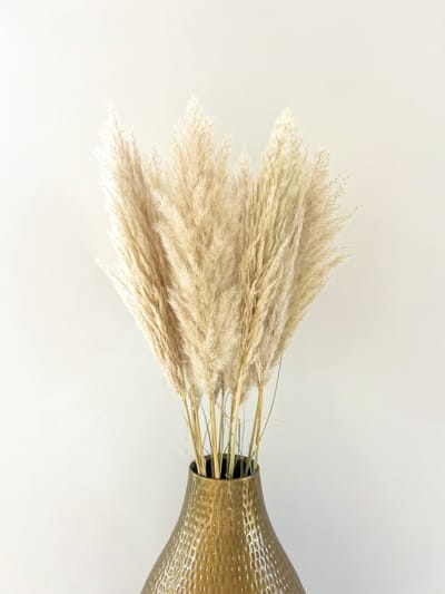 Pampas Pluimen Medium – 10 stuks – Natuurlijk Beige Pampasgras Gedroogd – Droogbloemen voor Interieurdecoratie – Bohemian Stijl