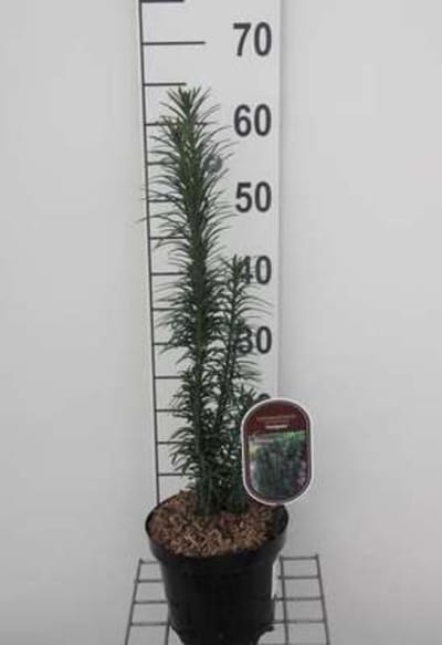 Cephalotaxus harringtonia 'Fastigiata' - Knoptaxus, Pruimtaxus 30 - 40 cm in pot