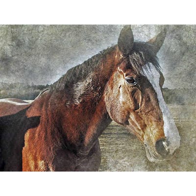 Diamant borduurwerk paard dier foto strass volledige ronde diamant schilderij dier kristal 20X30CM black