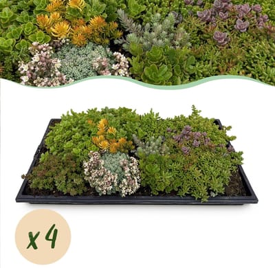 Green boutiQ - Bodembedekker - Winterhard - Sedum mat - Bestaat uit 10 soorten - X4 - Weinig Onderhoud - Lengte 50cm Breedte 30cm