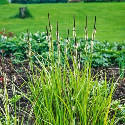 Plants Online BV - Planten - Tuinplanten - Siergrassen - Set van 1 - Sesleria autumnalis