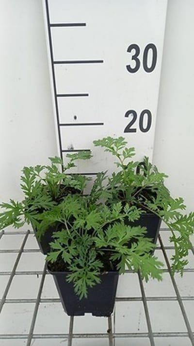 6x Margriet - Tanacetum (c) 'Robinson's Rose' | 9x9 cm pot