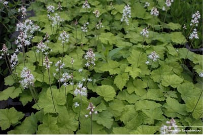 12 x Tiarella cordifolia- Perzische muts in pot 9x9 cm