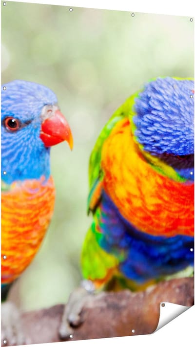Gards Tuinposter Vier Regenboog Lori Vogels op een Tak - 120x180 cm - Tuindoek - Tuindecoratie - Wanddecoratie buiten - Tuinschilderij