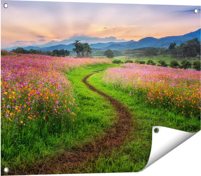 Gards Tuinposter Kosmos Bloemenveld met een Pad - Bloemen - 80x60 cm - Tuindoek - Tuindecoratie - Wanddecoratie buiten - Tuinschilderij