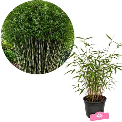 Fargesia robusta 'Pingwu', Bamboe, Hoogte 30cm, 2 liter pot