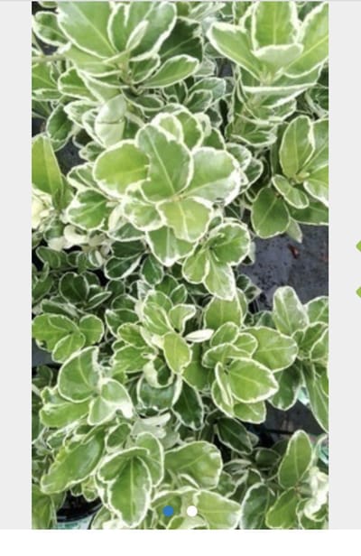 Euonymus japonicus 'Kathy' - Japanse Kardinaalshoed, Kardinaalsmuts 20 - 30 cm in pot