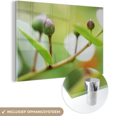 ® Glasschilderij 180x120 cm - Schilderij acrylglas - Close-up van kappertjes op een tak in de natuur - Foto op glas - Muurdecoratie woonkamer - Wanddecoratie slaapkamer - Schilderijen
