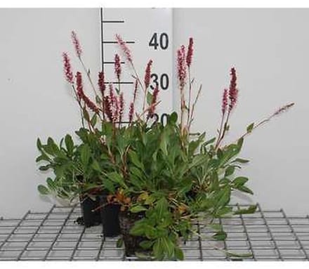 6x Duizenknoop - Persicaria aff. 'Darjeeling Red' | 9x9 cm pot