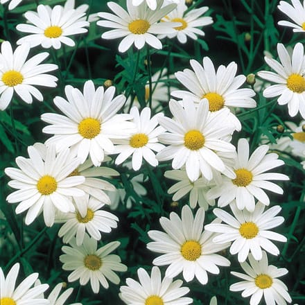 Sluis Garden - Margriet Alaska (Chrysanth)