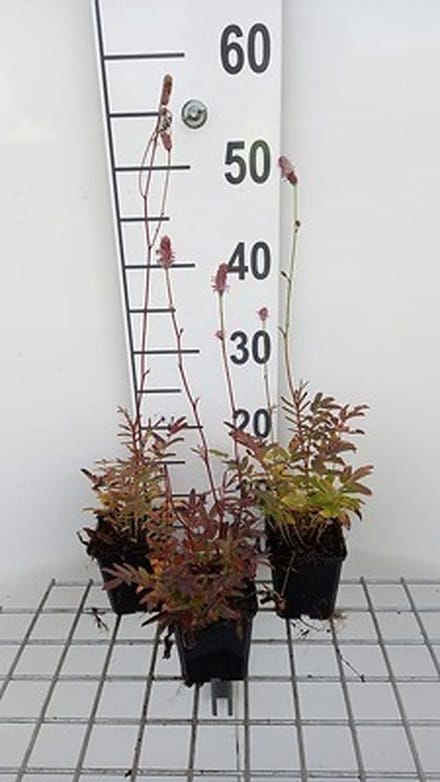 6x Sanguisorba - Sanguisorba off. 'Pink Tanna' | 9x9 cm pot
