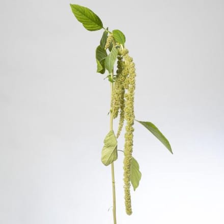 10x Amaran.green pearls 80cm