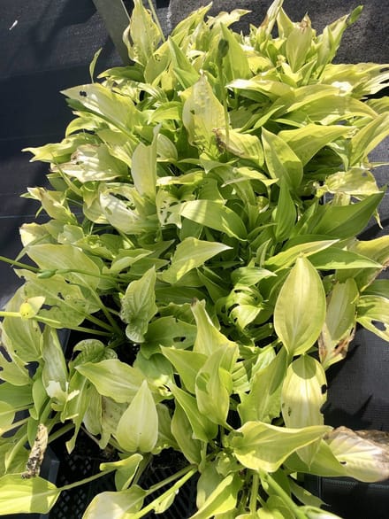 6x Hartlelie, Funkia - - Hosta hybr. 'Royal Standard' | 9x9 cm pot