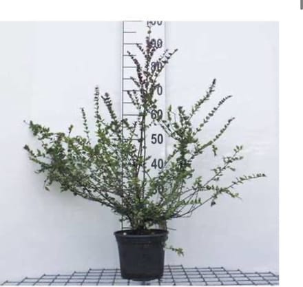 Lonicera nitida 'Red Tips' - Kamperfoelie, Struikkamperfoelie 20 - 25 cm in pot