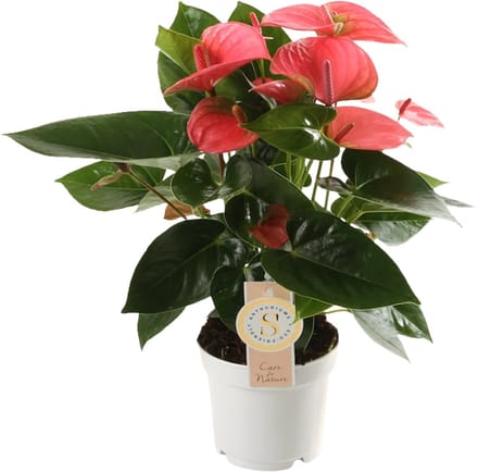 Anthurium "Pink Champion" - Hoogte 40cm - Pot 12cm