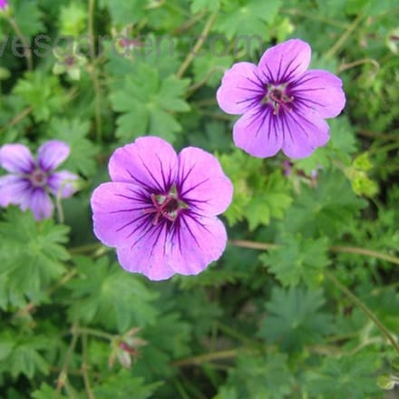 6 x Geranium 'Dilys'- Ooievaarsbek pot 9x9cm