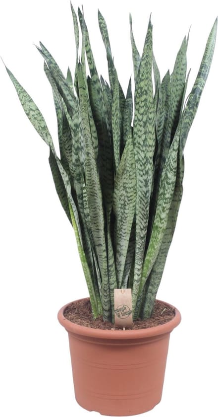 Sansevieria Zeylenica - 110 cm - ø35